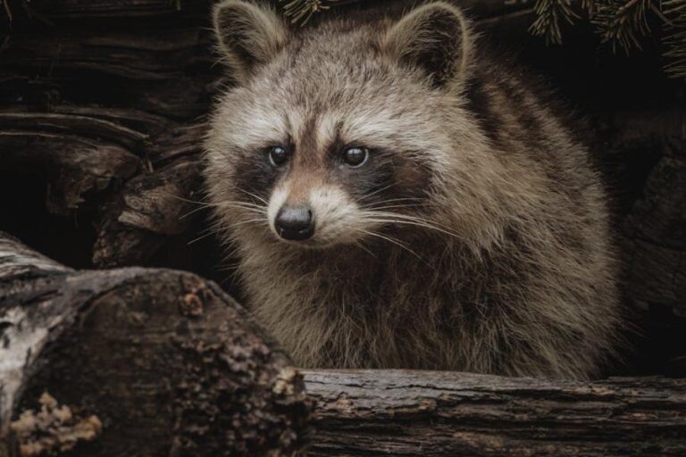 Can You Own a Raccoon in California